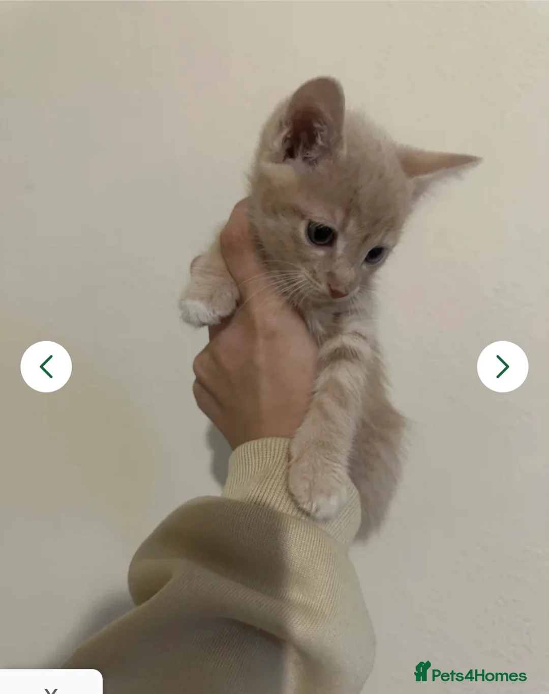 Mixed Breed cats for sale: Female kitten - Advert 6