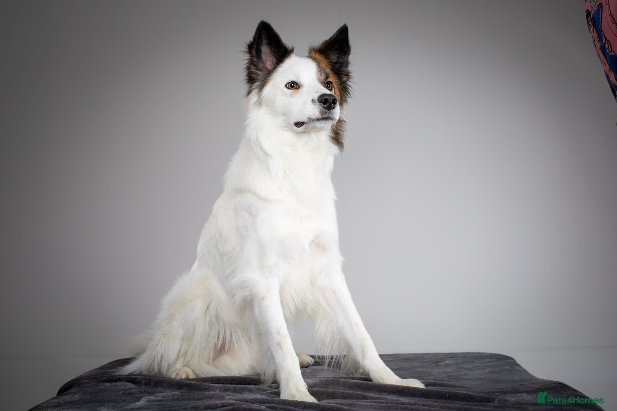 Border Collie dogs For stud - Brindle and white Border Collie - Advert 14