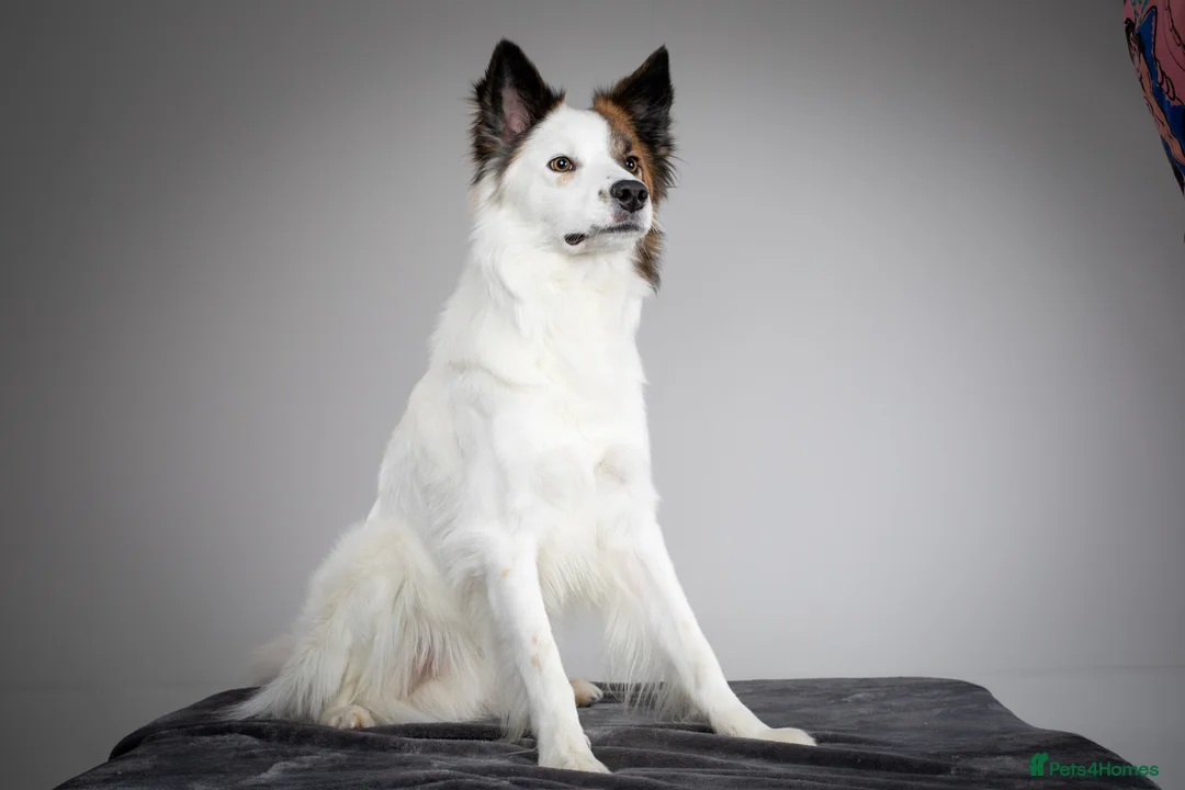 Border Collie dogs for stud: For stud - Brindle and white Border Collie in Ammanford - Advert 1