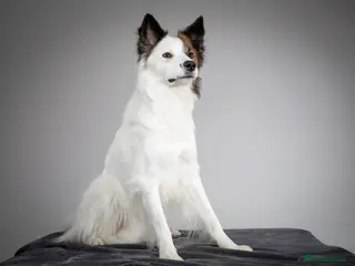 Border Collie dogs For stud - Brindle and white Border Collie - Advert 14