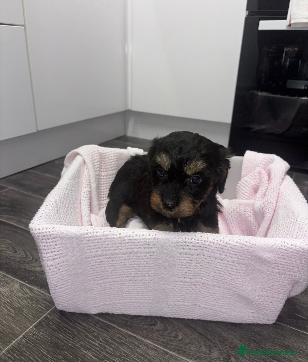 Cockapoo dogs for sale: 3 remaining Adorable cockapoo puppies  - Advert 10