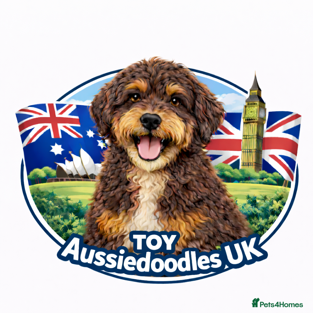 Aussiedoodle dogs Waiting List - Toy Aussiedoodle Puppies - Advert 1