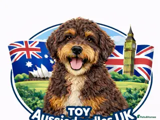 Aussiedoodle dogs Waiting List - Toy Aussiedoodle Puppies - Advert 2