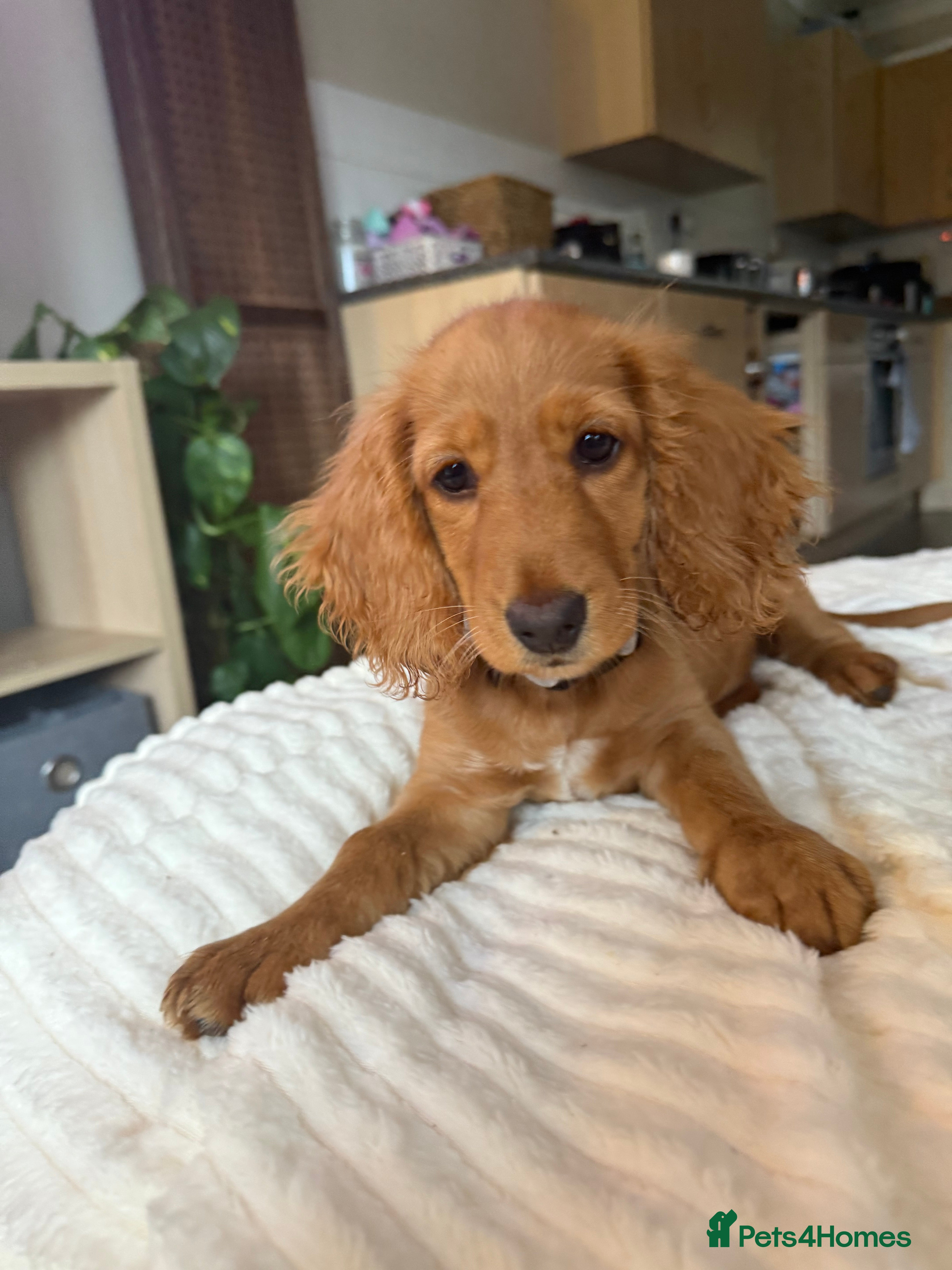 Dachshund dogs for sale: Dachshund female for sale  - Advert 5
