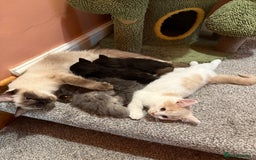 Ragdoll cats for sale: Ragdoll x British shorthair  - Advert 2