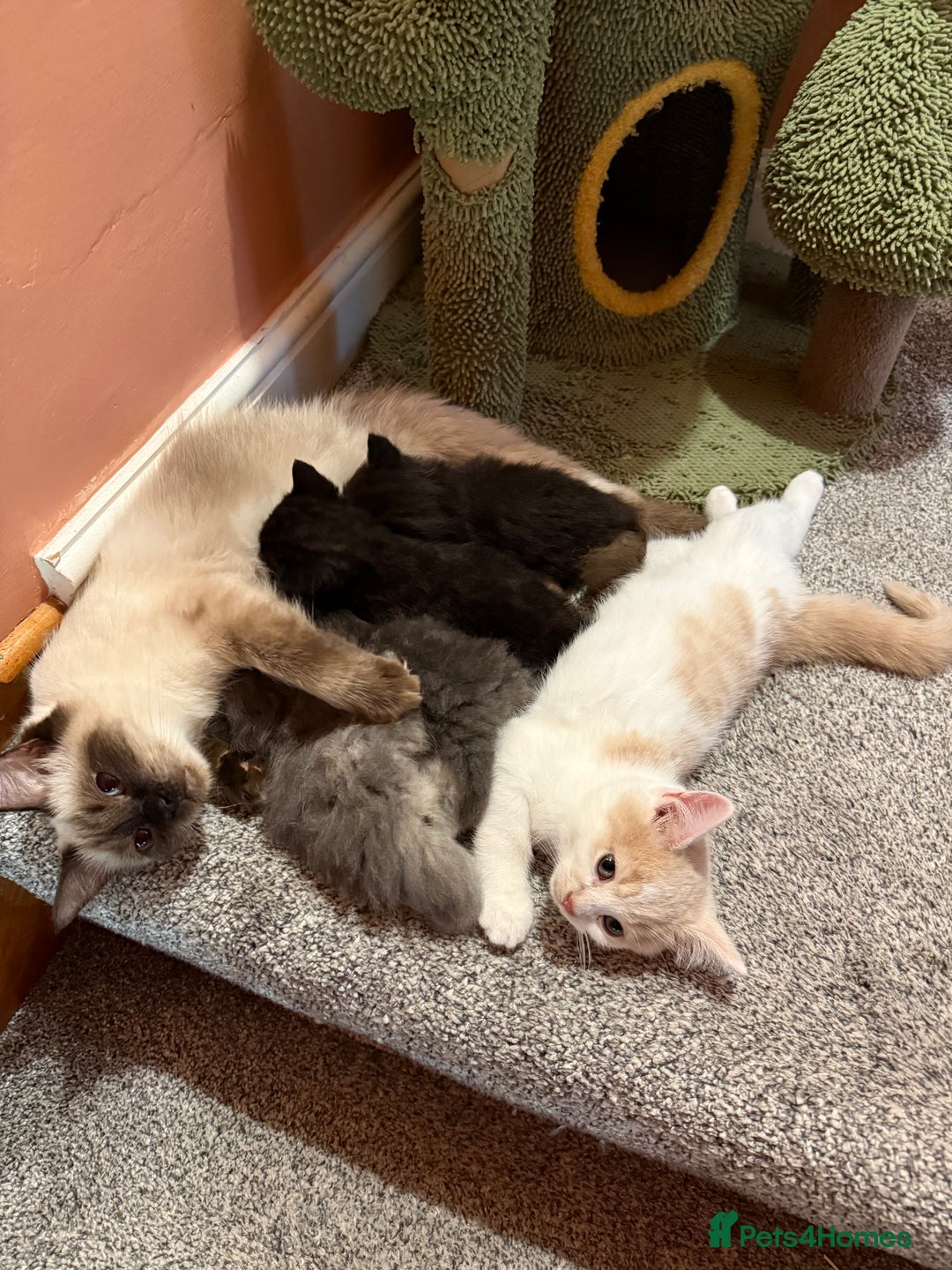 Ragdoll cats for sale: Ragdoll x British shorthair  - Advert 2