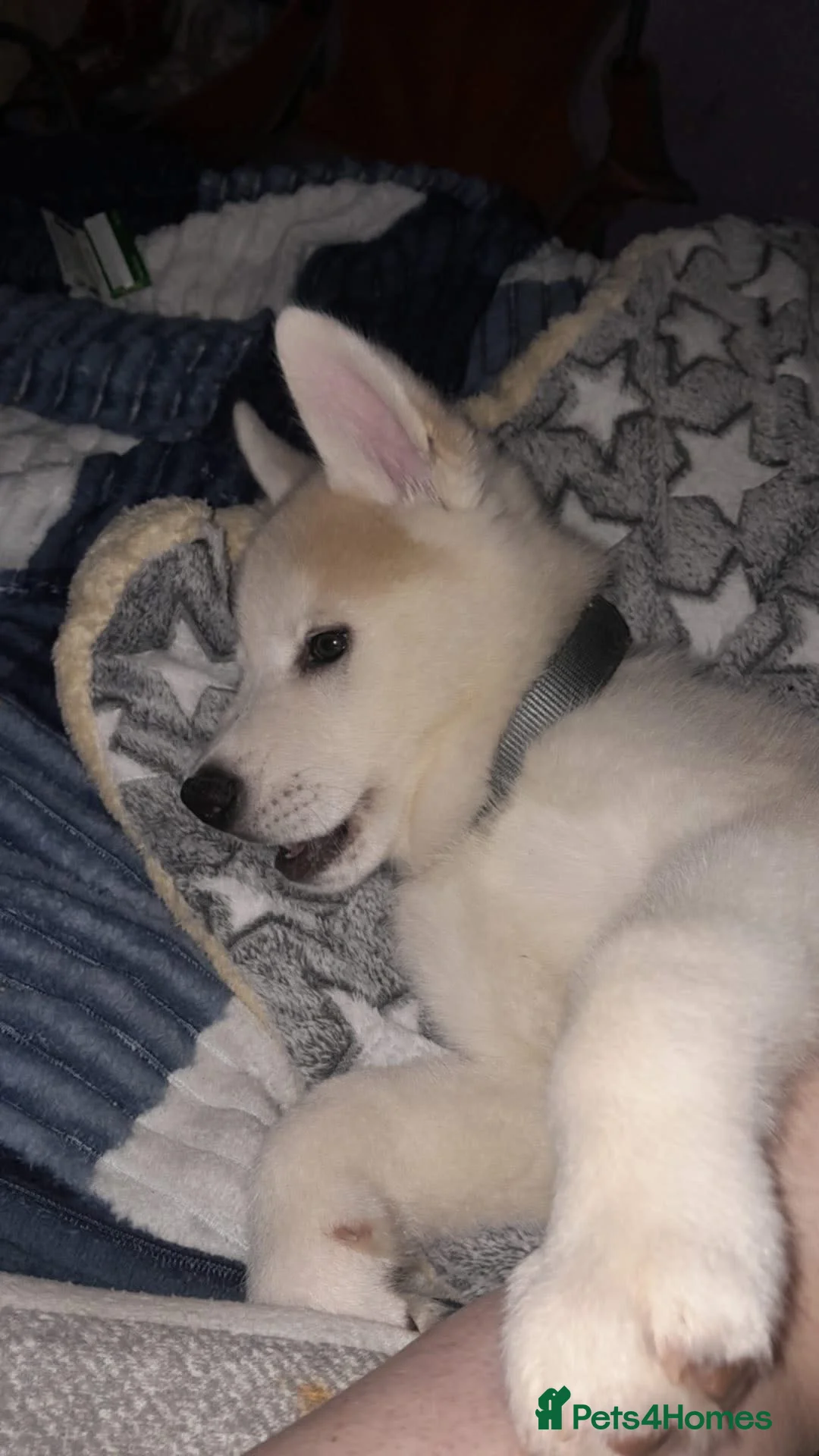 Akita dogs for sale: 7 MONTH OLD ALKITA MALE PUPPY FOR SALE in Leigh - Advert 6