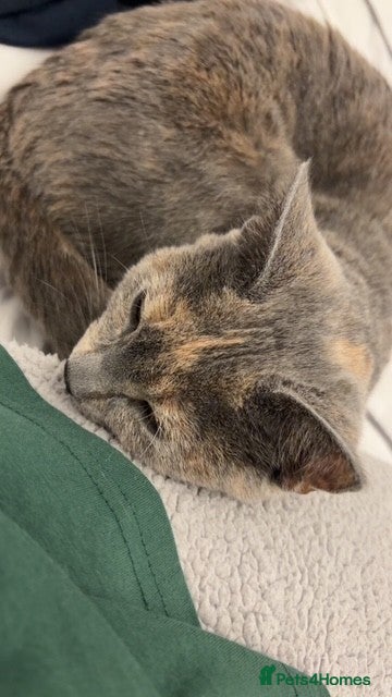 British Shorthair cats Female British Shorthair  - Advert 1