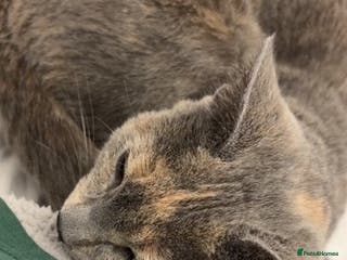 British Shorthair cats Female British Shorthair - Advert 1