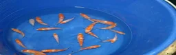 Koi Carp fish for sale: 1000’s Koi Fry 1-3 inches in Ormskirk - Advert 5