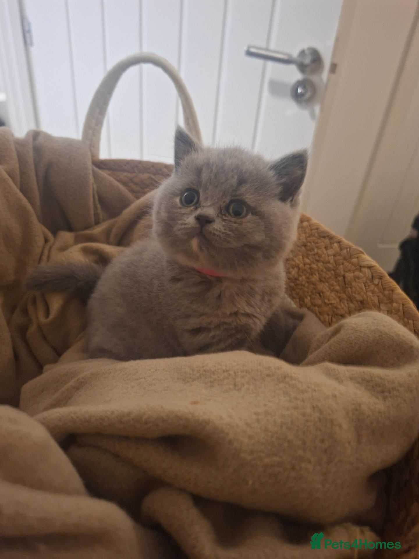 British Shorthair cats Stunning Chunky GCCF British Shorthair Kittens - Advert 2
