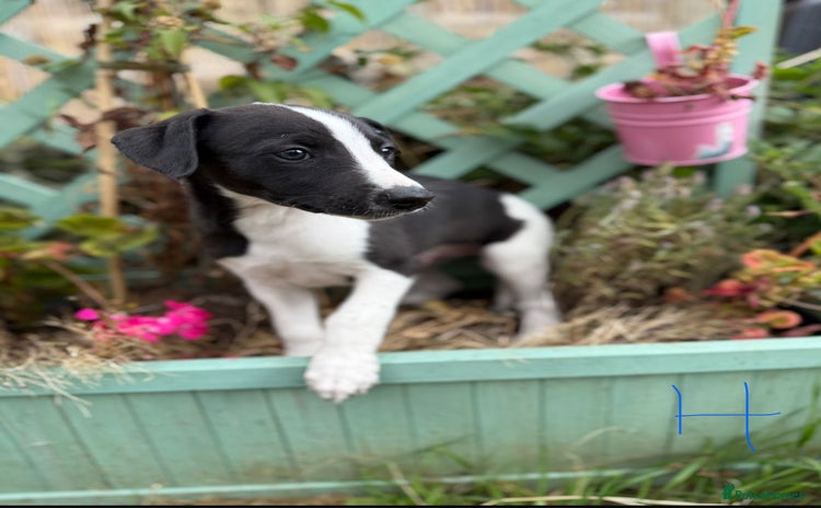Whippet dogs - Advert 4