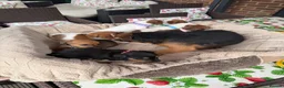 Jack Russell dogs for sale: stunning Jackrussel puppies - Advert 5