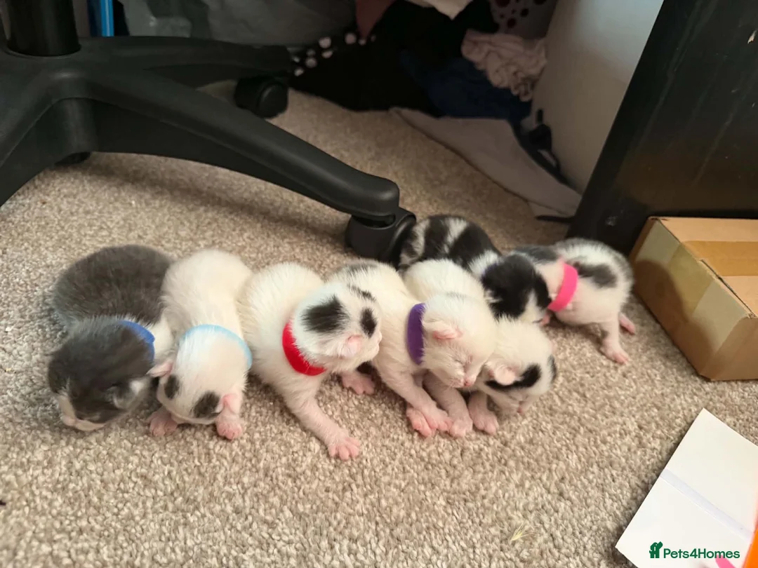 Mixed Breed cats for sale: 7 kitten for sale  in Dereham - Advert 10