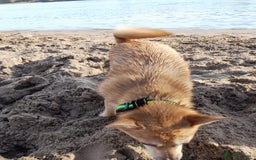 Pomchi dogs for sale: Bella - Image 3