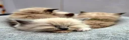 Ragdoll cats for sale: Ragdoll Kittens for sale - Advert 16
