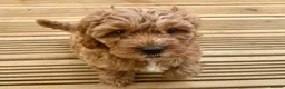 Cavapoo dogs for sale: Dog Trainer’s Cavapoo fur babies   - Advert 10
