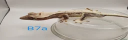 Gecko reptiles for sale: Sub adult crested geckos - Advert 20