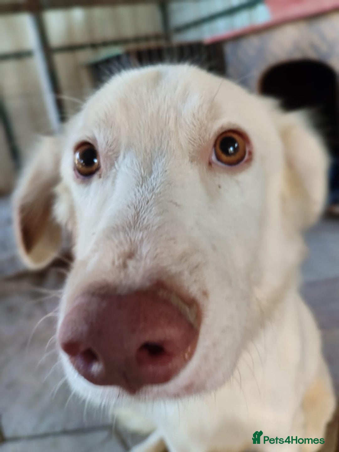 Labrador Retriever dogs for adoption: Milka - Image 4