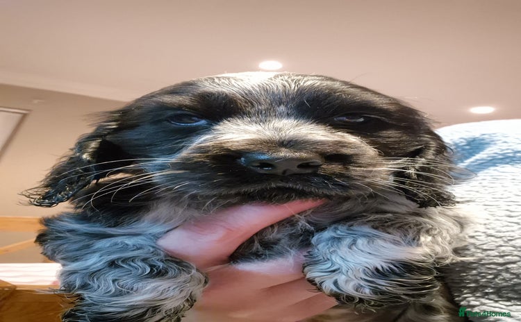 Cocker Spaniel dogs - Advert 10