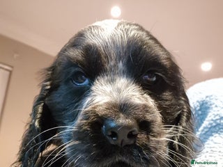 Cocker Spaniel dogs - Advert 1