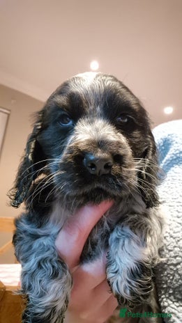 Cocker Spaniel dogs - Advert 1