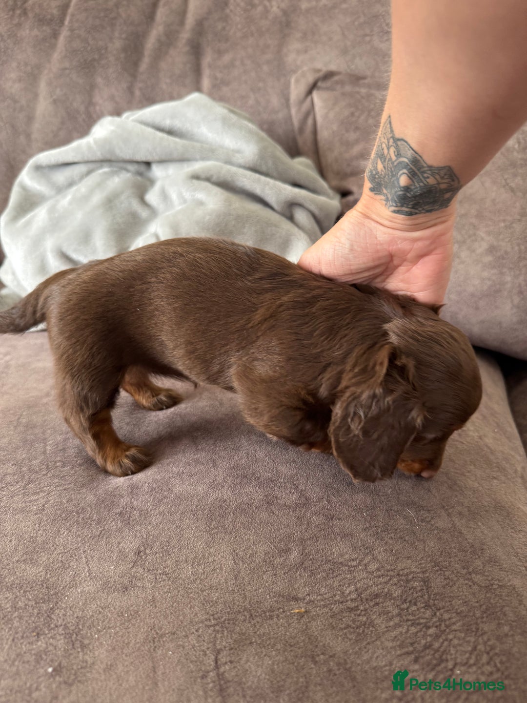 Miniature Dachshund dogs for sale: Long haired miniture dachshund  - Image 15