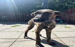 Mixed Breed dogs for adoption: Dawn - Norwich Norfolk  - Image 3