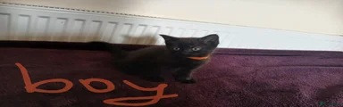 Mixed Breed Kitten 2