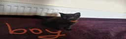 Mixed Breed cats for sale: Black fluffy babies 🖤🐈‍⬛️ - Advert 2