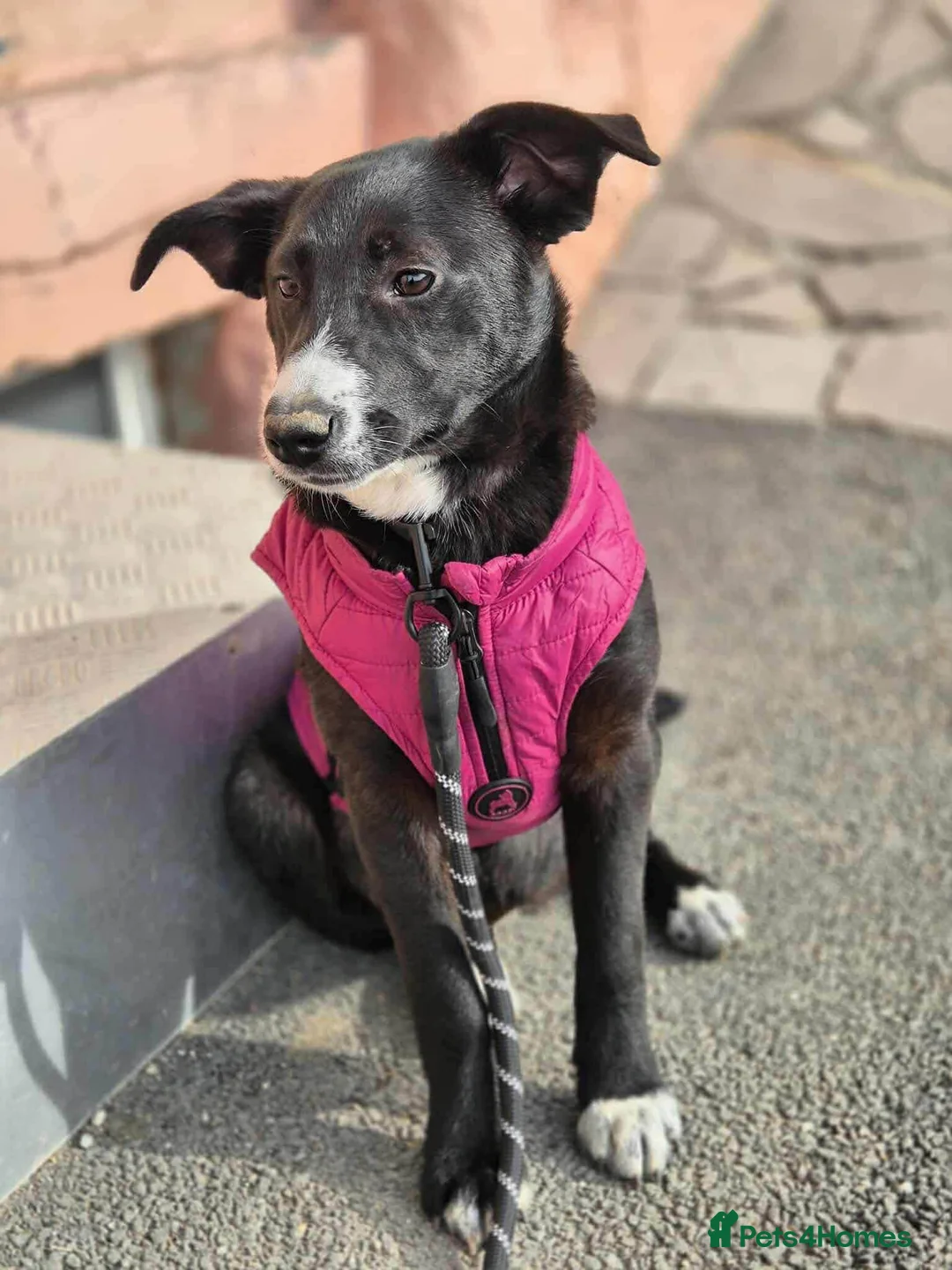 Mixed Breed dogs for adoption: FLEUR-happy&playful girl/ loves dogs/ affectionate - Advert 8