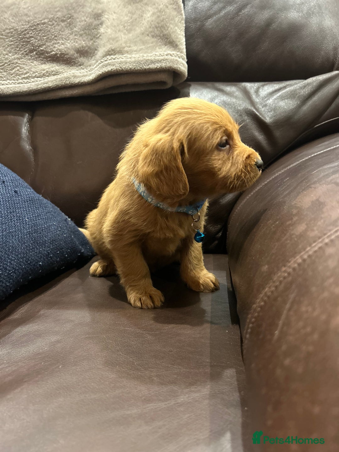 Labradoodle dogs for sale:  Labradoodle boys and girls - Advert 7