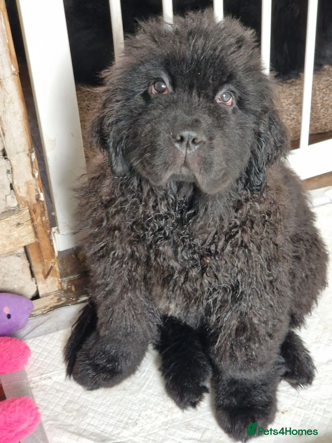 Newfoundland dogs for sale: KC Registered Black Newfoundland Puppies  - Advert 2