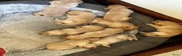 Labrador Retriever dogs for sale: Quality Labrador puppies  - Advert 29