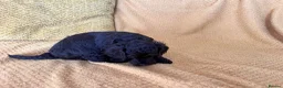 Cockapoo dogs for sale: Beautiful Cockapoo* Toy Poodle Puppies  - Advert 18