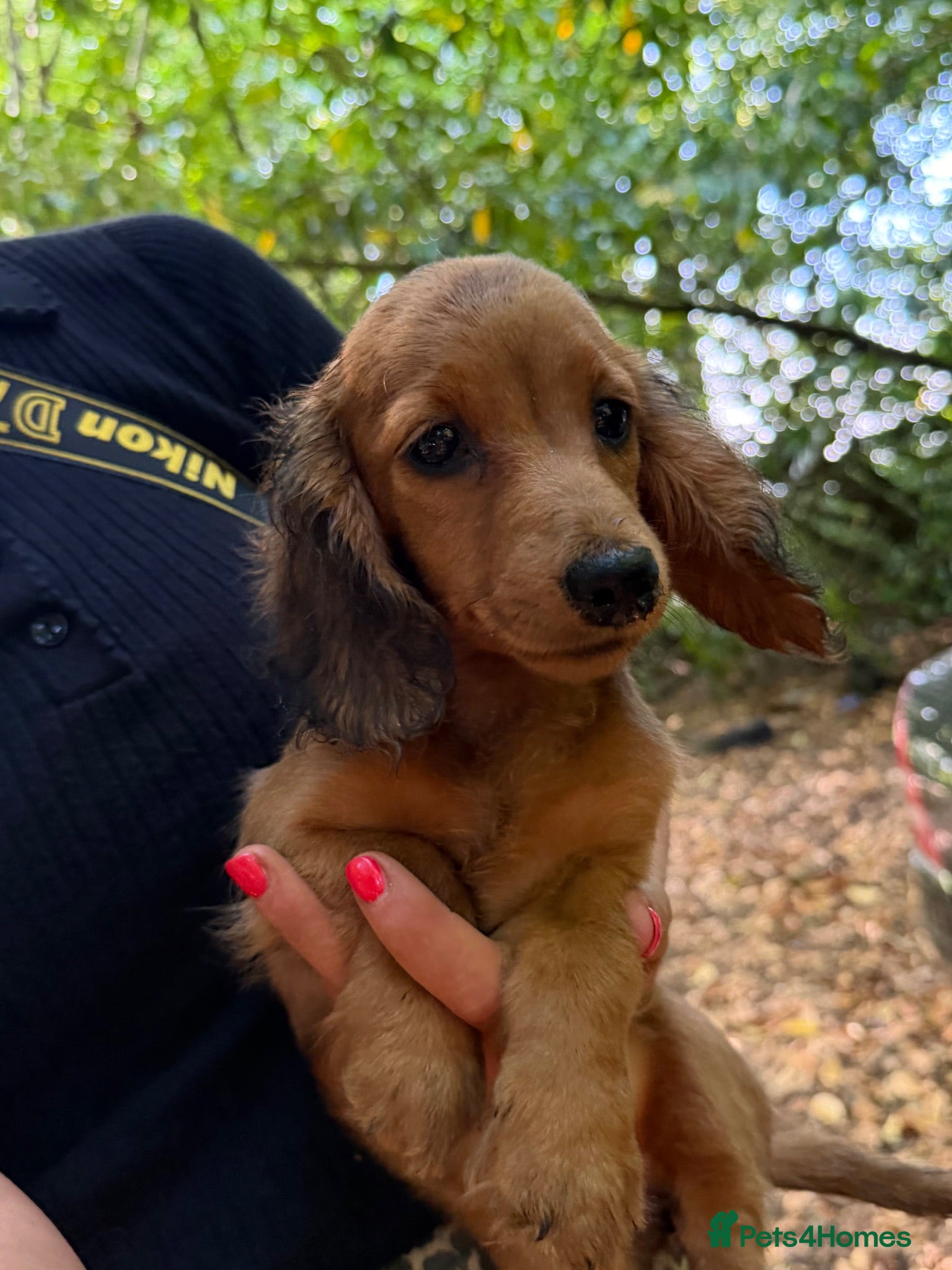 Miniature Dachshund dogs Fully vaccinated Kc reg last girl  - Advert 1
