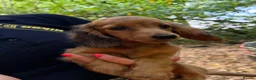 Miniature Dachshund dogs for sale: Fully vaccinated Kc reg last girl  - Advert 1
