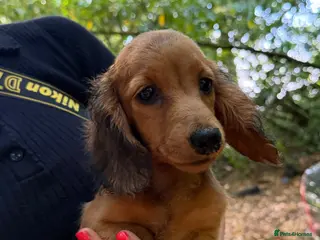Miniature Dachshund dogs Fully vaccinated Kc reg last girl - Advert 4