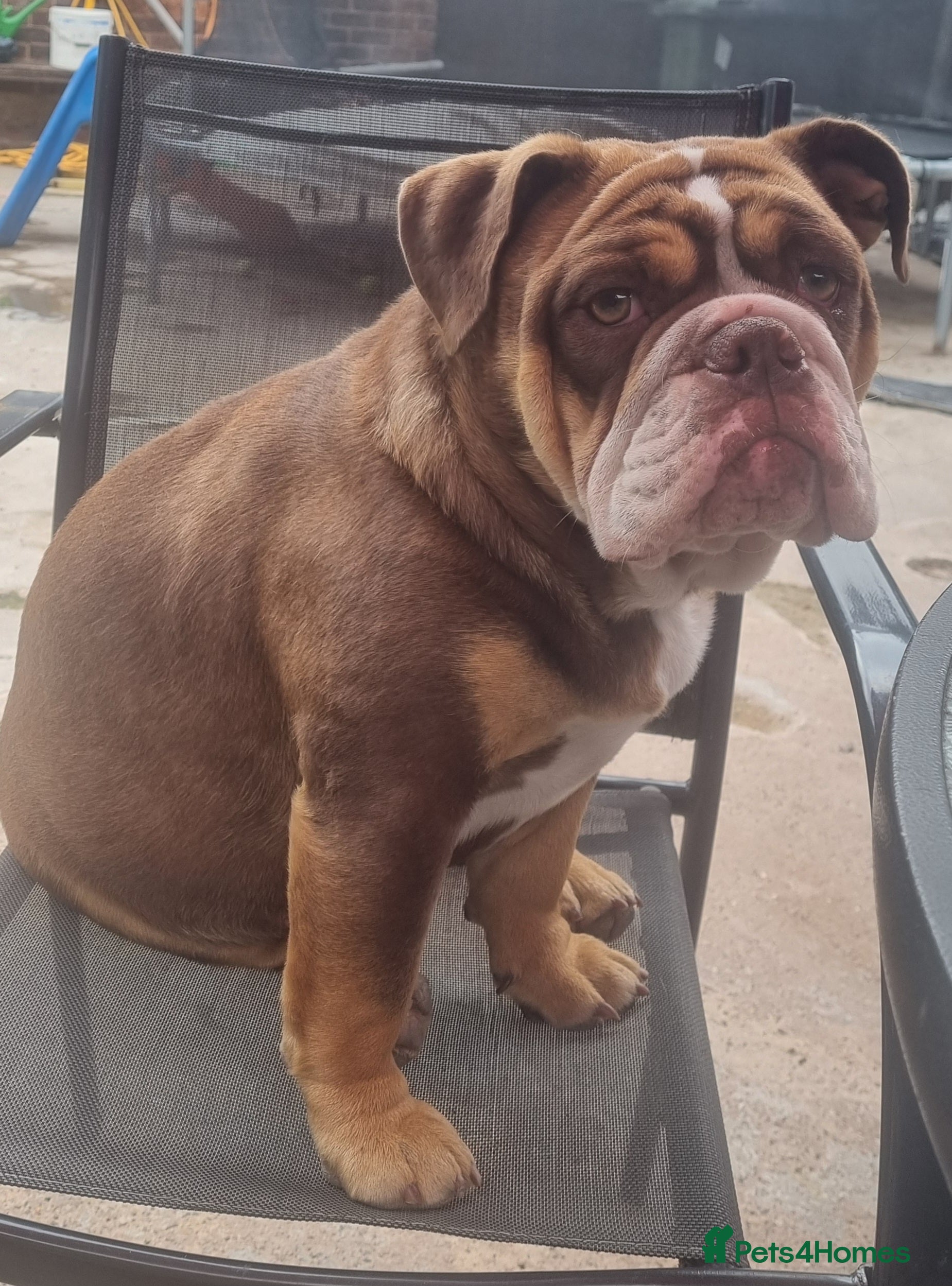 English Bulldog dogs New english Bulldog - Advert 3