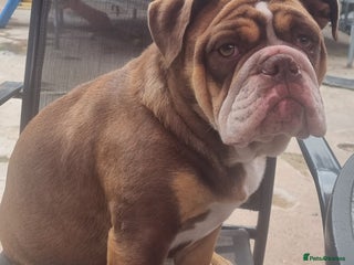 English Bulldog dogs New english Bulldog - Advert 3