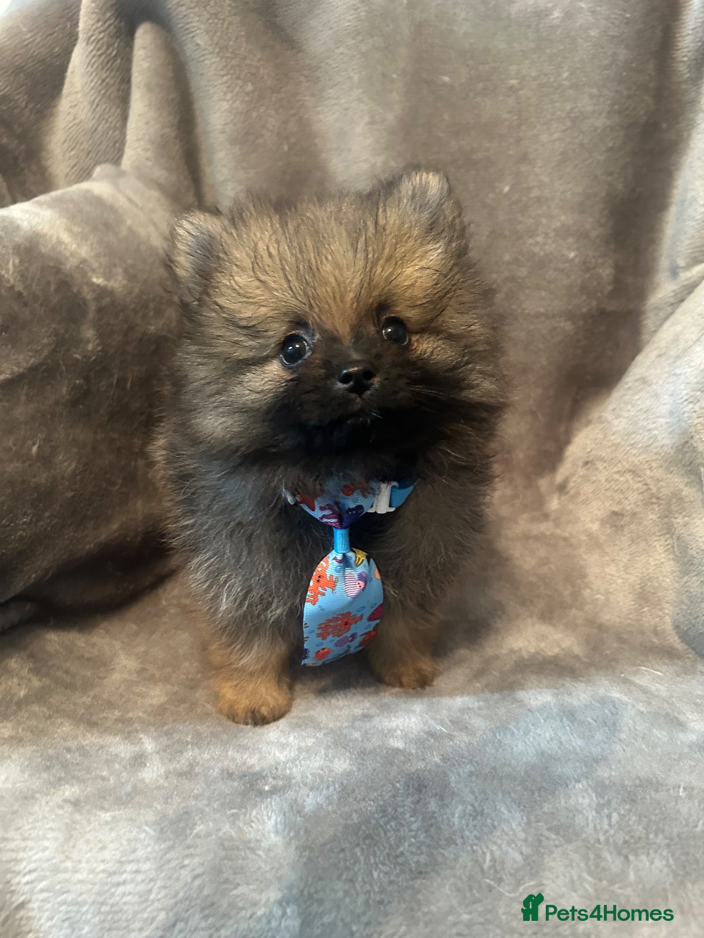 Pomeranian dogs *Reduced Full Pomeranians 6 puppies* - Advert 8
