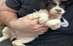 Mixed Breed dogs for sale: Golden Cocker - Image 2