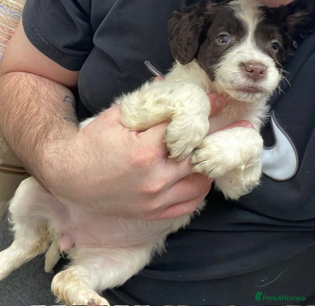 Mixed Breed dogs for sale: Golden Cocker - Image 2