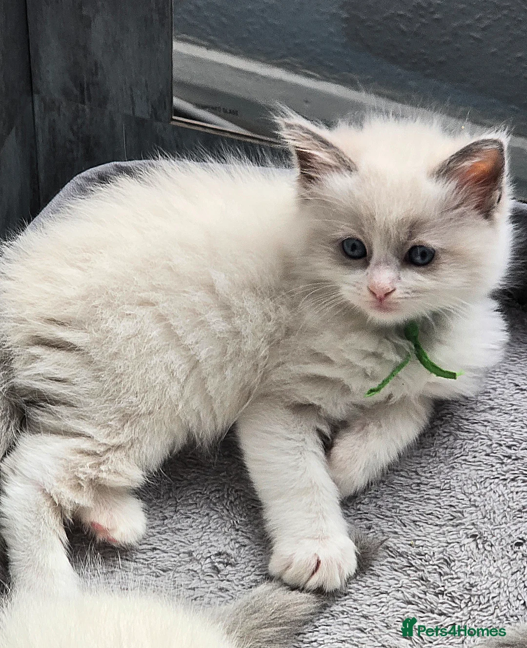 Ragdoll cats for sale: Stunning Blue–Ragdoll Kittens for Sale ✨ - Advert 1