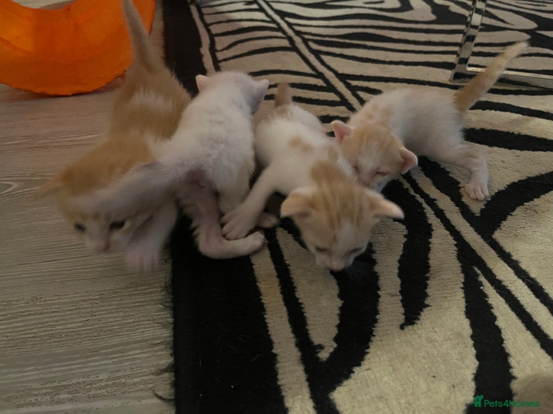 Oriental cats for sale: Gorgeous oriental kittens  - Advert 18