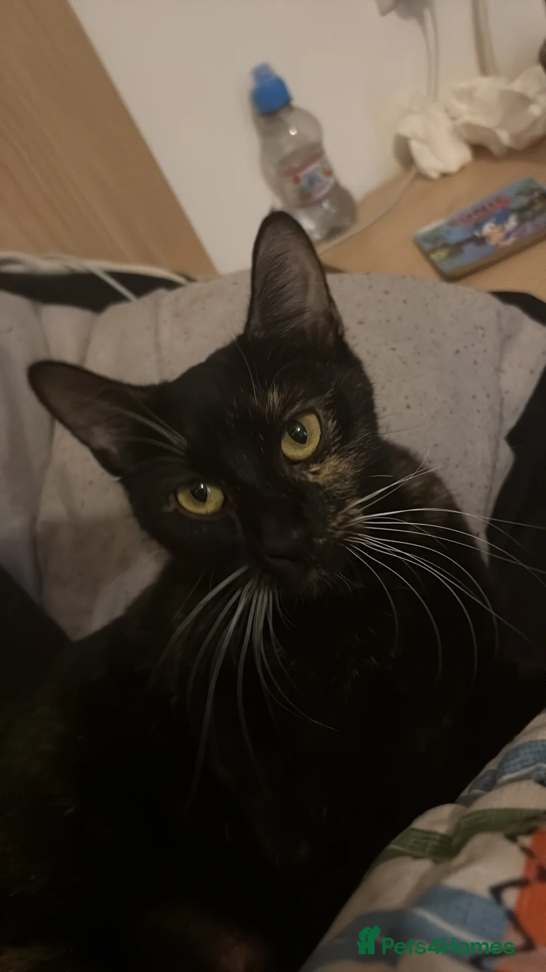 Mixed Breed cats for sale: IVA a 1 year old beautiful tortoise shelled baby - Advert 2