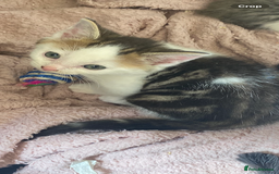 British Longhair cats for sale: fluffy kittens ready to leave now  - Image 1