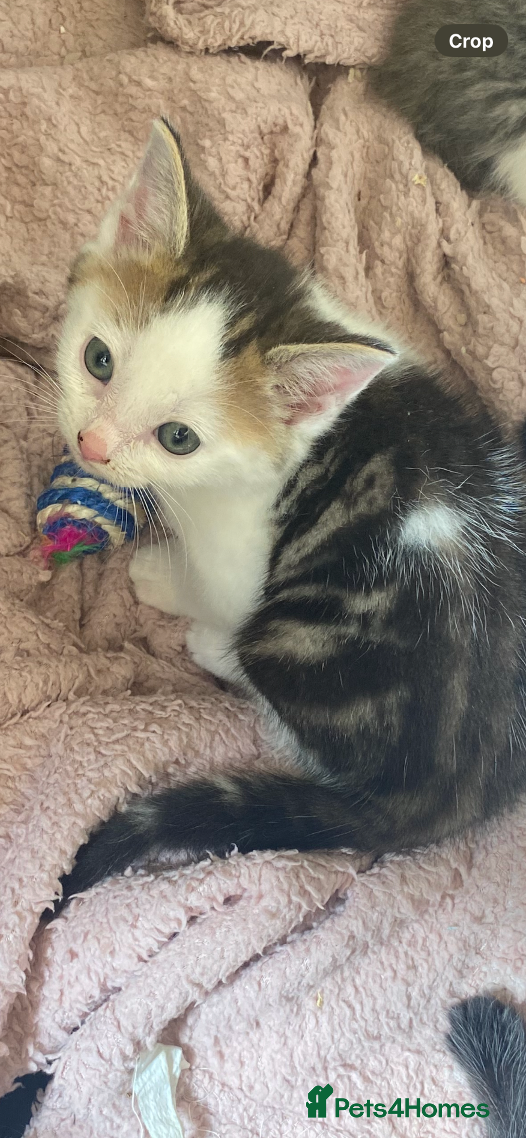 British Longhair cats for sale: fluffy kittens ready to leave now  - Image 1