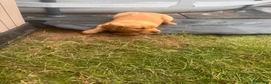 Golden Retriever 6