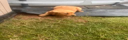 Golden Retriever dogs for sale: Golden Retriever KC puppies  - Advert 7
